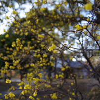 TAMRON(タムロン)のレンズ SP AF 28-75mm F/2.8 XR Di LD