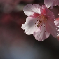 今年の桜も良い桜　１８