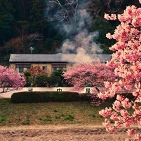 早春の風景 ～下賀茂温泉～