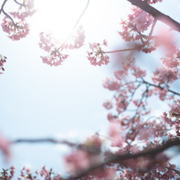 spring for tokyoites 2025
