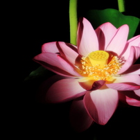 Lotus in Sankei-en Garden