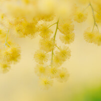 ミモザの写真(画像)・写真集 - 写真共有サイト:PHOTOHITO