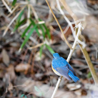 鳥つくせば
