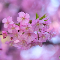 NIKON(ニコン)のレンズ NIKKOR Z 100-400mm f/4.5-5.6 VR S で