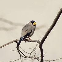 コニカ ミノルタ AFアポテレズーム100-400mmF4.5-6.7 コニカミノルタ AF APO TELE ZOOM 100-400mm F4.5-6.7 交換