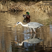 KONICA MINOLTA(コニカミノルタ)のレンズ AFアポテレズーム100-400mmF4