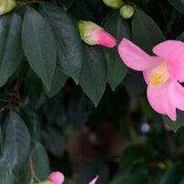 TAMRON(タムロン)のレンズ SP AF 17-50mm F/2.8 XR Di II LD