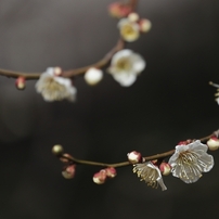 花草木　９０