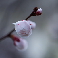 CANON(キヤノン)のレンズ EF100mm F2.8 マクロ USM で撮影した