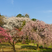 TAMRON(タムロン)のレンズ AF28-300mm F/3.5-6.3 XR Di VC LD