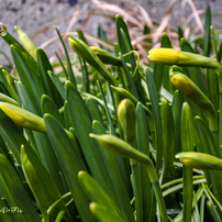 NIKON(ニコン)のレンズ 1 NIKKOR VR 6.7-13mm f/3.5-5.6 [シルバー] で