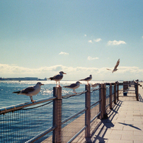 フィルム