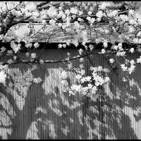 MAMIYA(マミヤ)のレンズ Mamiya C 80mm F2.8N で撮影した写真