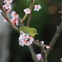 CANON(キヤノン)のレンズ EF70-300mm F4-5.6 IS II USM で撮影