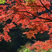 昇仙峡の紅葉