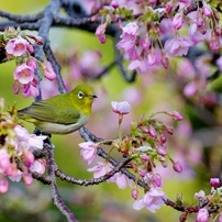 KONICA MINOLTA(コニカミノルタ)のレンズ AFアポテレズーム100-400mmF4
