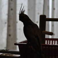 オカメインコ①