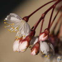 OLYMPUS(オリンパス)のデジタルカメラE-500 で撮影した写真(画像)一覧