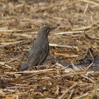 KONICA MINOLTA(コニカミノルタ)のレンズ AFアポテレズーム100-400mmF4