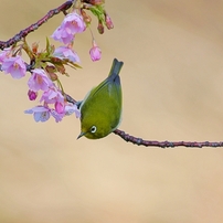 KONICA MINOLTA(コニカミノルタ)のレンズ AFアポテレズーム100-400mmF4