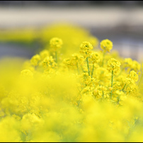 Ai AF Nikkor 85mm f/1.4D IFで撮影された写真 | 写真検索 | GANREF