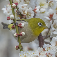 SONY(ソニー)のレンズ FE 100-400mm F4.5-5.6 GM OSS