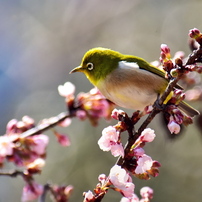 NIKON(ニコン)のレンズ Ai AF VR Zoom-Nikkor 80-400mm f/4.5-5.6D ED
