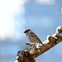 ❣作例あり❣大人気望遠レンズ❣Nikon❣55-300mm G ED VR❣❣ item_img_29.jpg