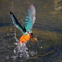SONY(ソニー)のレンズ FE 100-400mm F4.5-5.6 GM OSS