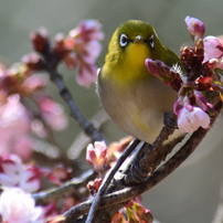 NIKON(ニコン)のレンズ Ai AF VR Zoom-Nikkor 80-400mm f/4.5-5.6D ED