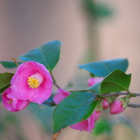 TAMRON(タムロン)のレンズ SP 70-300mm F/4-5.6 Di VC USD