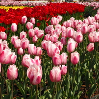 SIGMA(シグマ)のレンズ 30mm F2.8 DN シルバー [マイクロフォーサーズ