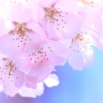 CANON(キヤノン)のデジタル一眼EOS Kiss X3 で撮影した写真(画像)一覧