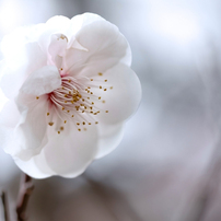 CANON(キヤノン)のレンズ EF100mm F2.8 マクロ USM で撮影した