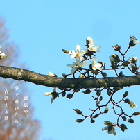 2025 花・春１