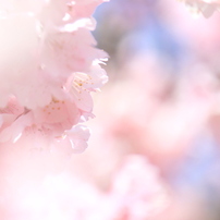 CANON(キヤノン)のデジタル一眼EOS Kiss X3 で撮影した写真(画像