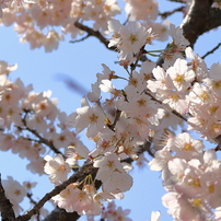 CANON(キヤノン)のレンズ EF75-300mm F4-5.6 IS USM で撮影した