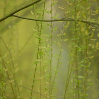 LEICA(ライカ)のレンズ SUMMILUX-R 80mm F/1.4 で撮影した写真