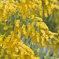 ミモザの写真(画像)・写真集 - 写真共有サイト:PHOTOHITO