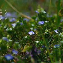 写真句：足元の極楽３：星の瞳