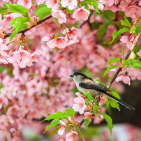 CANON(キヤノン)のレンズ EF70-300mm F4.5-5.6 DO IS USM で撮影した