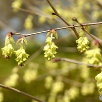 TAMRON(タムロン)のレンズ SP AF 28-75mm F/2.8 XR Di LD
