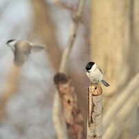 SIGMA(シグマ)のレンズ APO 50-500mm F4.5-6.3 DG OS HSM