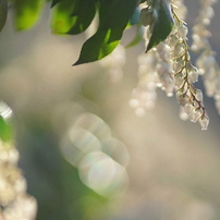 CANON(キヤノン)のレンズ EF135mm F2L USM で撮影した写真(画像