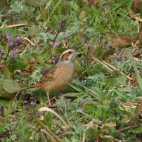 KONICA MINOLTA(コニカミノルタ)のレンズ AFアポテレズーム100-400mmF4
