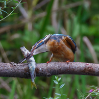 野鳥①