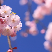 EF-S55-250mm F4-5.6 IS STMで撮影された写真 | 写真検索 | GANREF