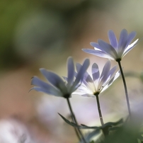 花草木　９２