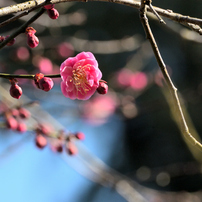 TAMRON(タムロン)のレンズ SP 70-300mm F/4-5.6 Di VC USD