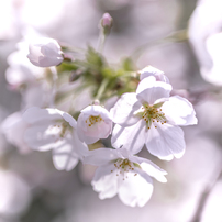 レンズ(単焦点) PENTAX HD FA645 MACRO 90mm F2.8ED AW SR Pentax reveals HD Pentax D FA 645 Macro 90mm F2.8 ED AW SR